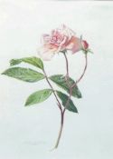 Rory McEwan (1932 - 1982), botanical study of a pink rose in full flower and bud, watercolour on