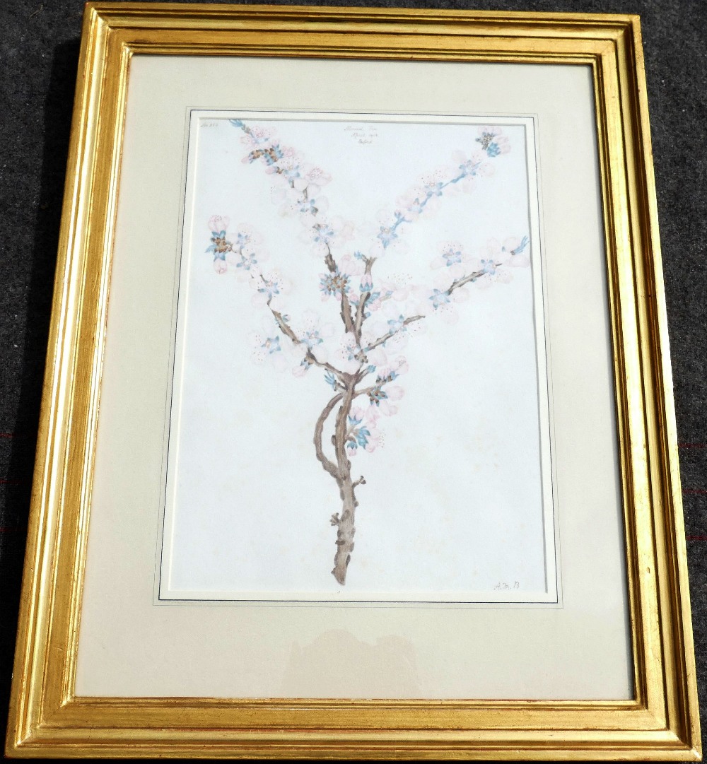 Early 20th century British, 'Almond Tree', watercolour, numbered 356, titled and dated 'April - Image 4 of 5