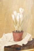 20th century British, Still life of potted white crocus, oil on board, unsigned, 49.5cm x 39cm,