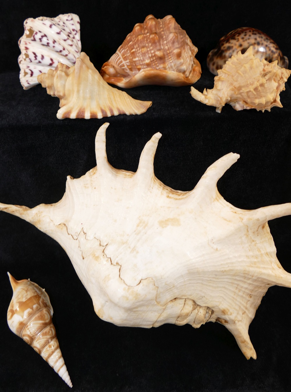A collection of shells comprised of a conch, a bullmouth red helmet shell, a tiger cowrie, a bear