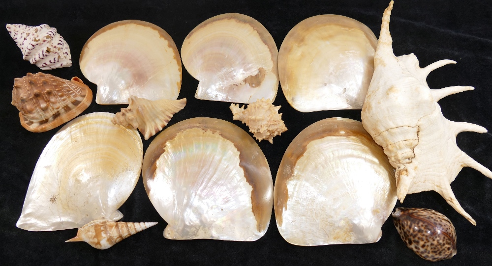 A collection of shells comprised of a conch, a bullmouth red helmet shell, a tiger cowrie, a bear - Image 2 of 3