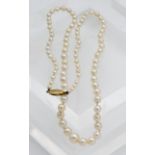 A string of pearls, length approx. 45cm with a gilt clasp.