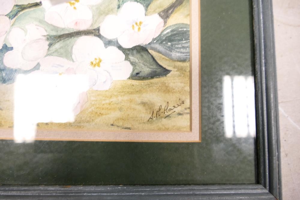 (S. ?. Harris) 20th Century Floral Scene, Watercolour on Paper, Signed lower right. - Image 2 of 2