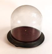 Victorian circular glass dome suitable for for taxidermy, diameter 14.5cm