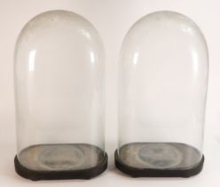 Pair of 19th century glass domes suitable for taxidermy or figure groups, height of each dome 49cm x