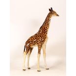 Beswick Large Model of a Giraffe 1631