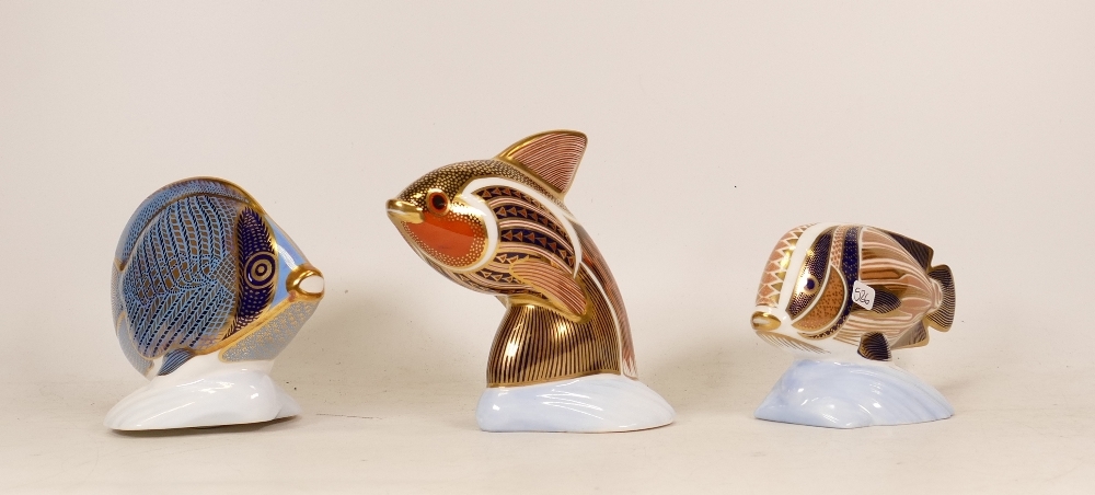 Royal Crown Derby paperweights to include chevroned butterfly fish, sweetlips, guppy. All silver