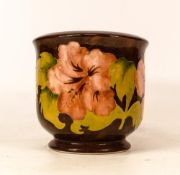 Moorcroft Hibiscus on Brown Ground Small Planter , height 12.5cm