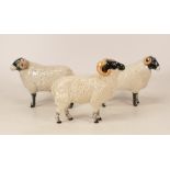 Beswick Boreray sheep 4124 together with Swaledale Ewe and Swaledale Ram (3)
