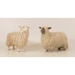 Beswick Cotswold sheep 4122 together with Wensleydale Sheep 4123 (2)