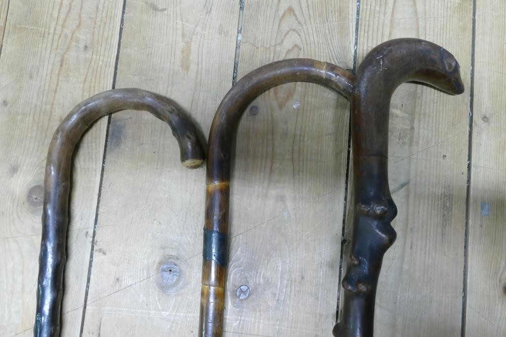 Three Victorian and later walking sticks to include gnarled example with glass eyed dogs head - Image 4 of 4