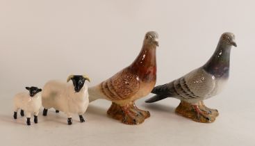 Two Beswick pigeons one grey, one brown (beak A/F) together with black faced ram and lamb (4)