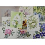 A Collection of Nine Unsigned Floral Watercolours from the Personal Collection of Doris Brown S.W.