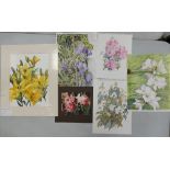 June Inskip (Local Artist). Six Floral Watercolours. Two mounted examples with four unmounted.