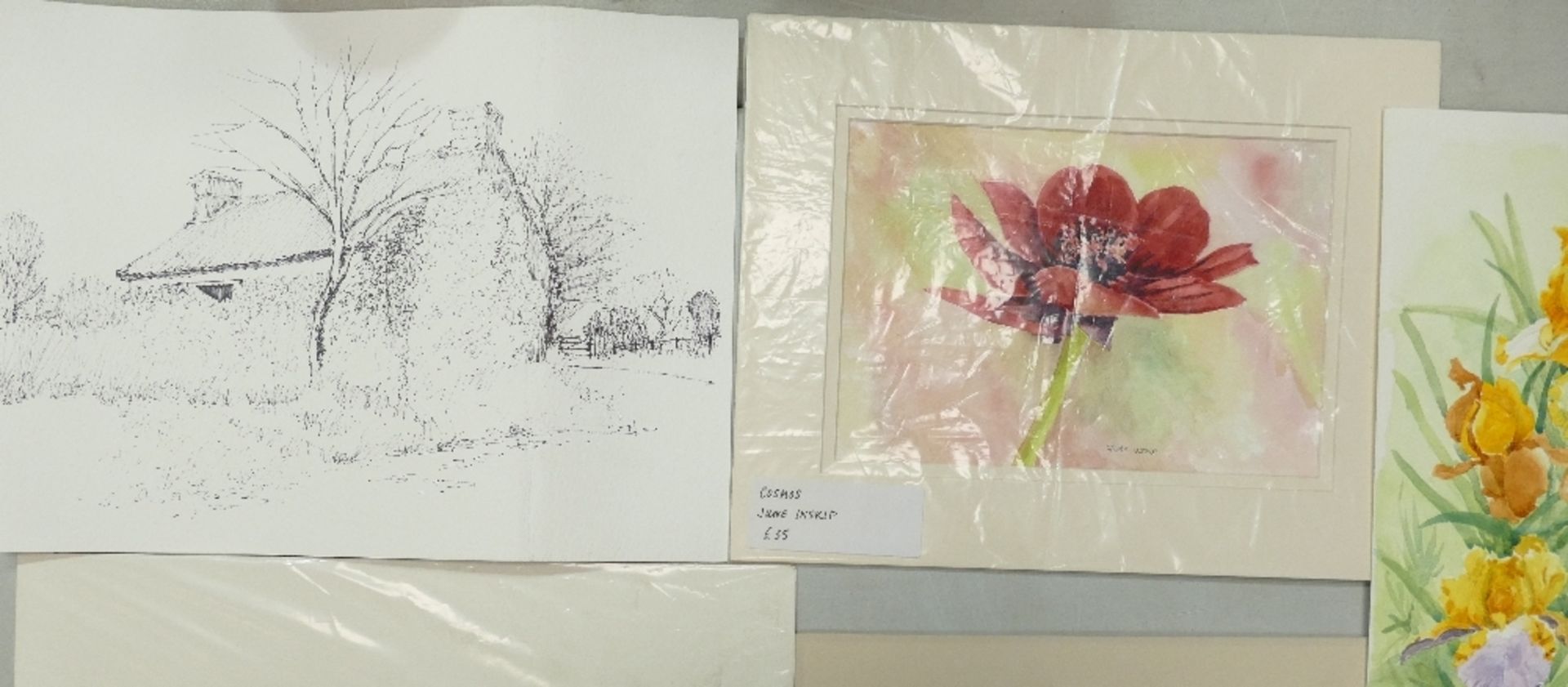 A Collection of Eight Floral Watercolours and one Rural Building Pen Sketch by Doris Brown S.W.A ( - Image 4 of 4
