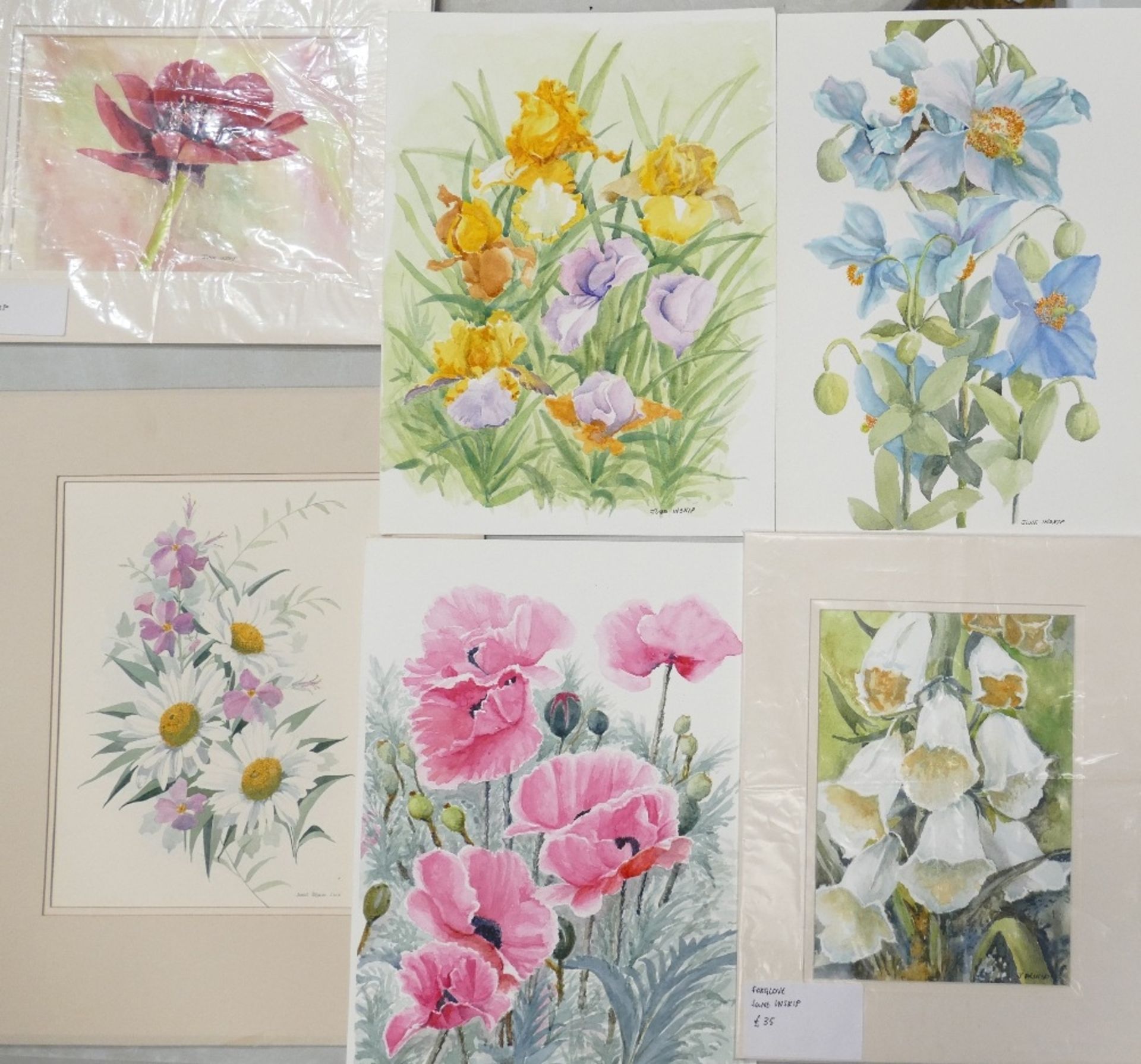 A Collection of Eight Floral Watercolours and one Rural Building Pen Sketch by Doris Brown S.W.A ( - Image 2 of 4