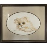 Angela Alcock (Local Artist) 'Persian Kitten'. Watercolour on paper. Framed behind Glass. Signed