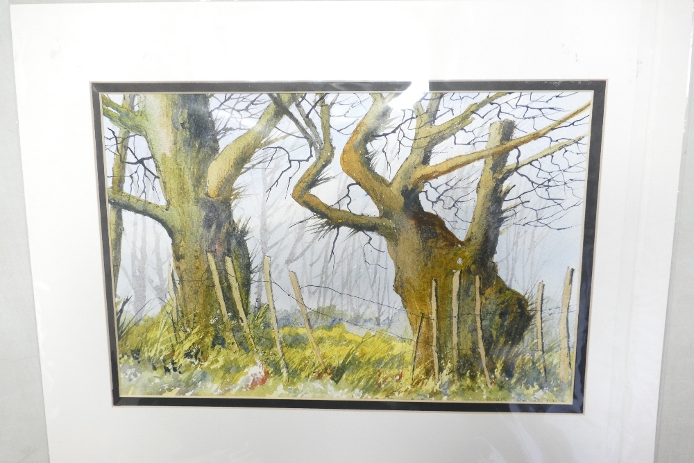 Doris Brown S.W.A (1933-2023) Three untitled Forest Scenes. Watercolour on paper, mounted. Signed - Image 3 of 5