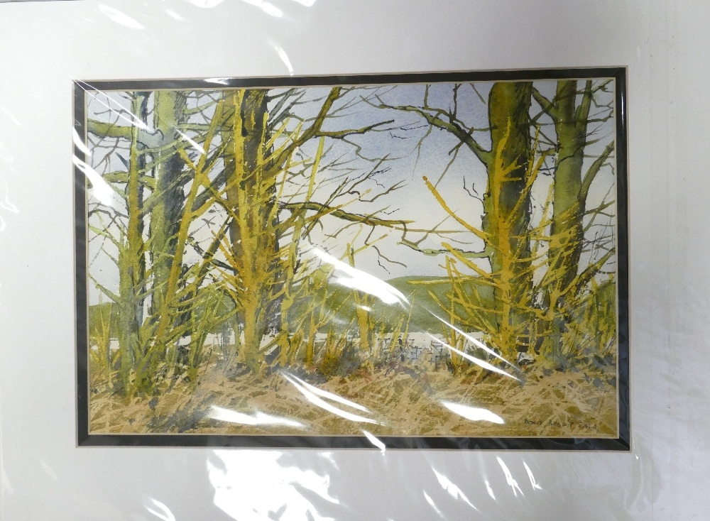 Doris Brown S.W.A (1933-2023) Three untitled Forest Scenes. Watercolour on paper, mounted. Signed - Image 3 of 5