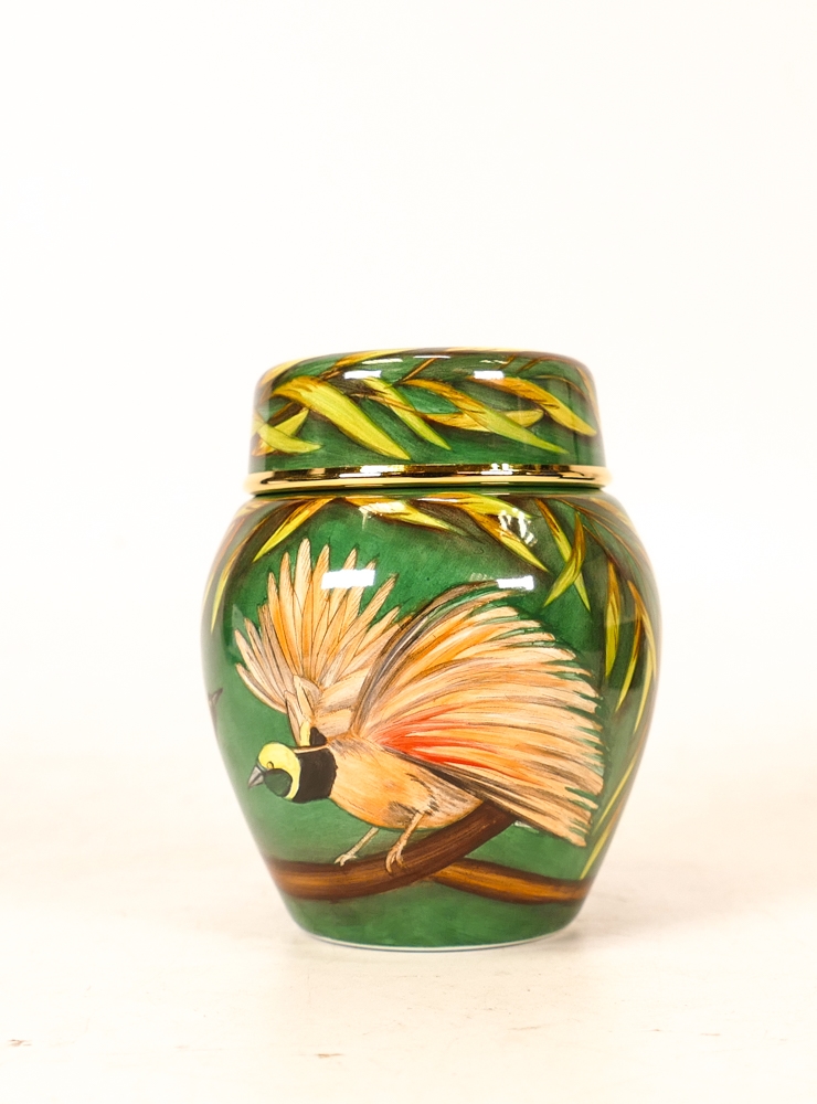 Moorcroft enamel Raggiana Bird of Paradise ginger jar by Faye Williams , Limited edition 9/50. Boxed - Image 3 of 6