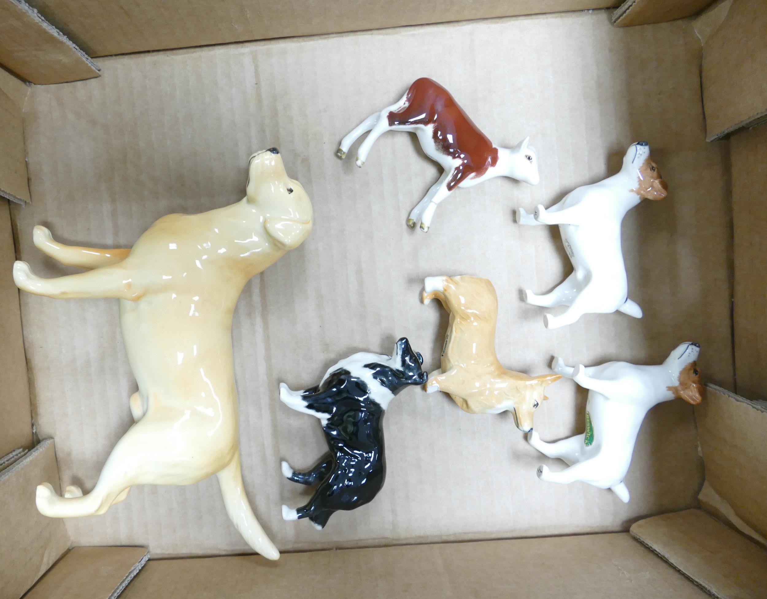 Beswick Labrador 1548, small Corgi 1736, sheepdog 1854, 2 Jack Russell terrier 2109 together with