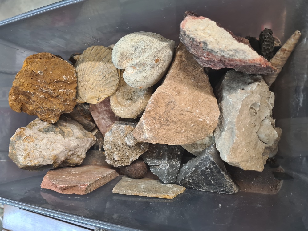 A quantity of fossils, minerals and similar - Image 2 of 7