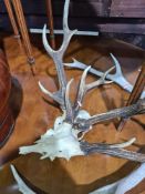 Two pairs of stag antlers and one other pair on wooden plaque