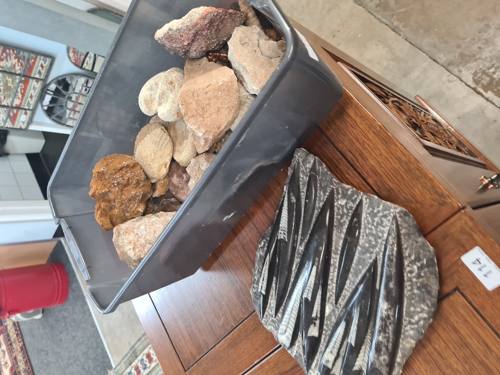 A quantity of fossils, minerals and similar