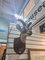 Taxidermy; African antelope on wooden shield plaque