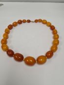 Strand of butterscotch amber beads, 23 graduating oval beads, approx 83.5g