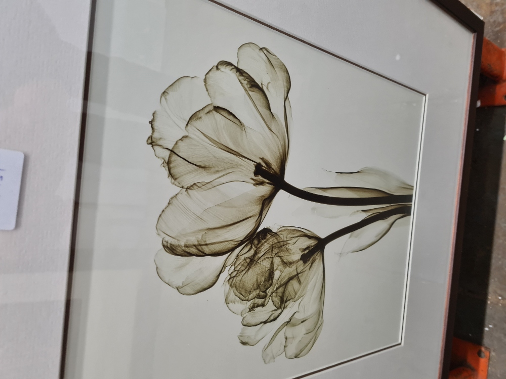 Three similar photographs of flowers by Steven N Meyers - the largest 50cm x 30cm - Image 3 of 4