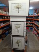Three similar photographs of flowers by Steven N Meyers - the largest 50cm x 30cm