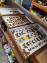 A framed display of butterflies and others in a hinged box