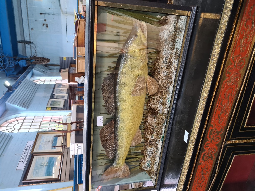 A stuffed Fish in glazed case of Zander - Image 3 of 3
