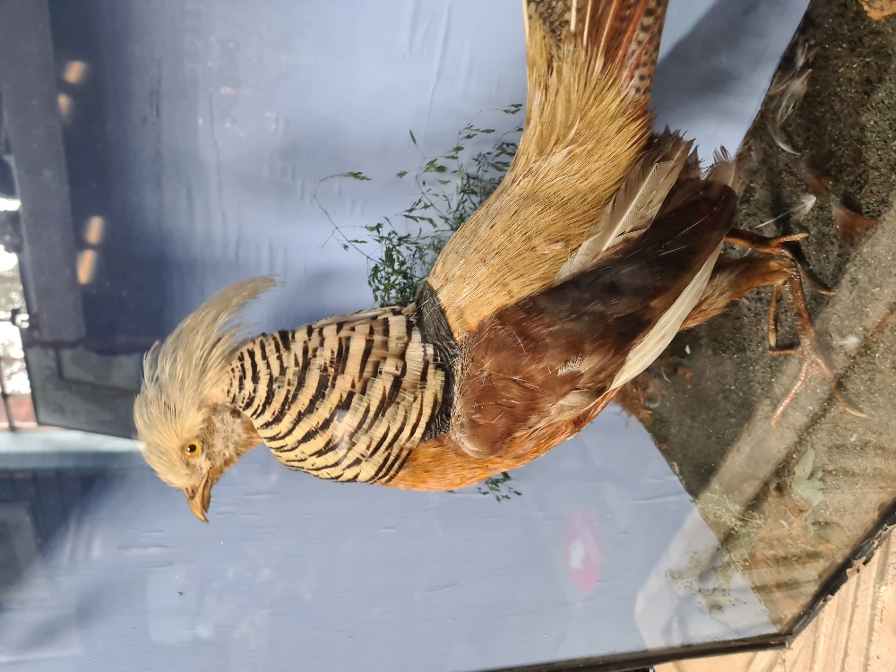 A Taxidermy stuffed Golden Pheasant, in glazed case, 84cm - Image 3 of 4