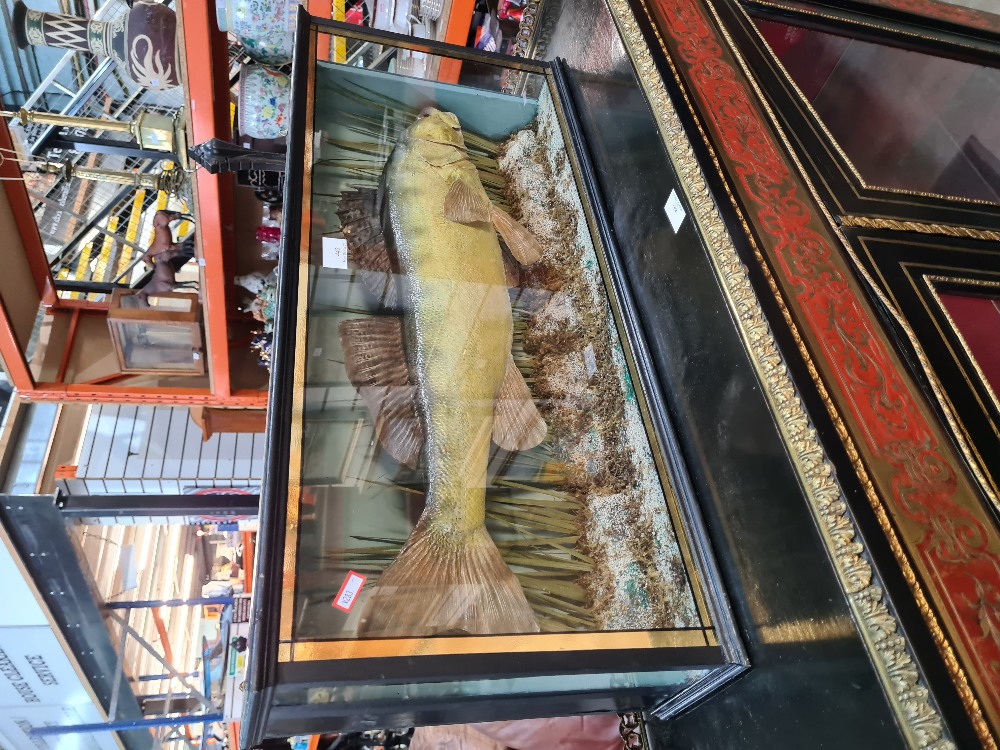 A stuffed Fish in glazed case of Zander