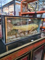 A stuffed Fish in glazed case of Zander