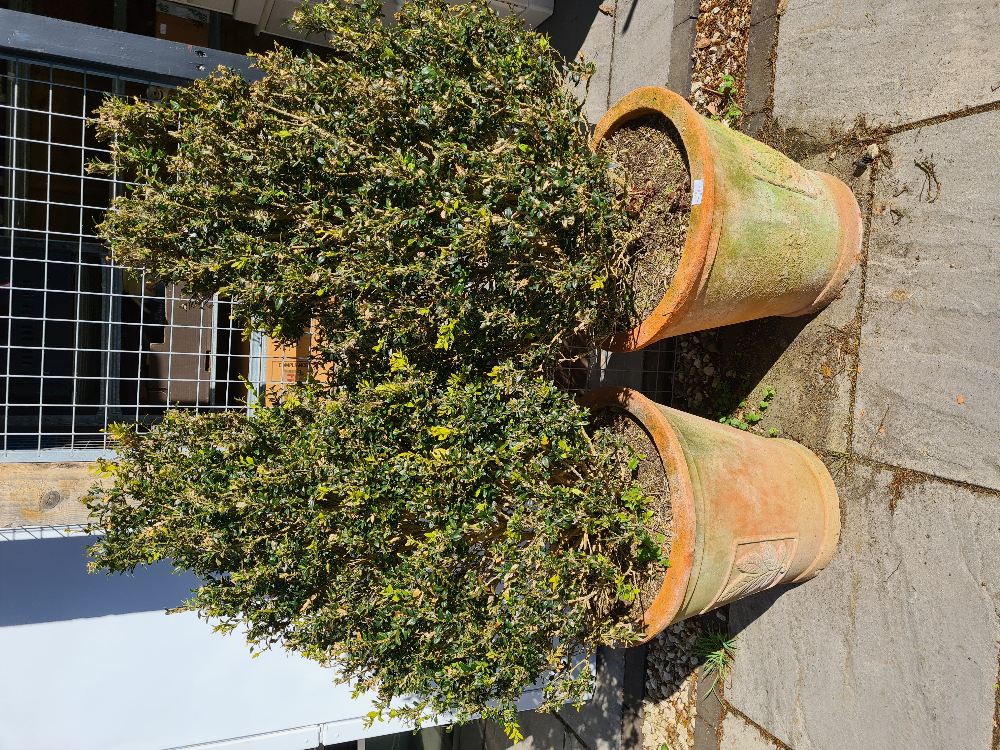 A pair of terracotta plant pots with cone shaped bushes