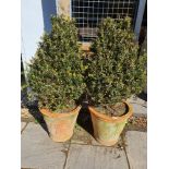 A pair of terracotta plant pots with cone shaped bushes