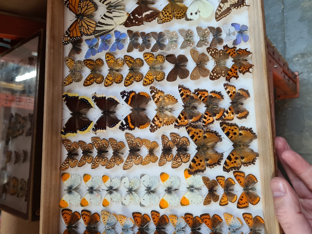A box of butterflies and a framed case and 5 books by H.G. Wells - Image 3 of 5