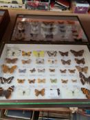 Two framed displays of British butterflies and Horndean butterflies