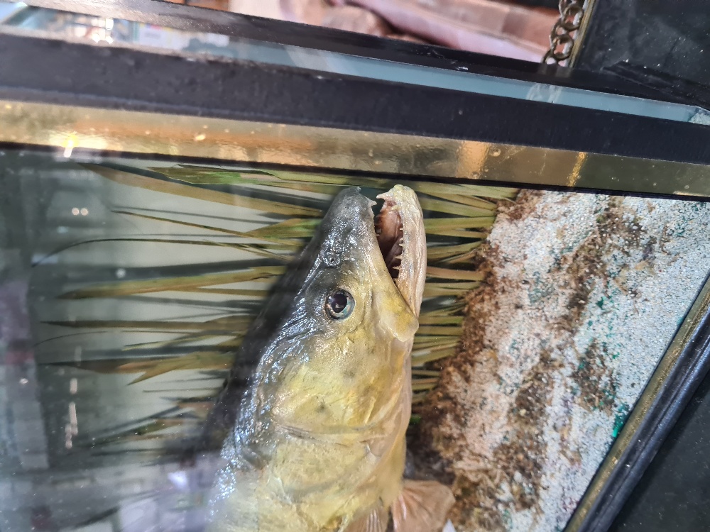 A stuffed Fish in glazed case of Zander - Image 2 of 3