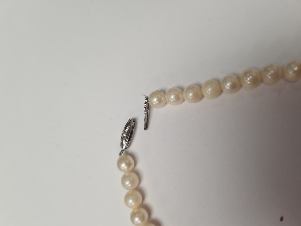 Single strand of pearls with silver clasp, marked 835, 39cm - Image 3 of 3