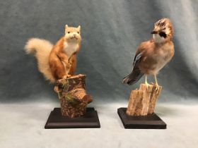 A taxidermy red squirrel with glass eyes, naturalistically mounted on a log with moulded plinth base