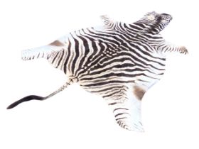 An unlined zebra skin rug, complete with head and long tail. (70in x 114in)