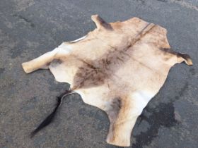 An African hartebeest skin rug. (55in x 74in)