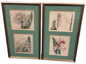 Four early C19th handcoloured botanical engravings, nerines and a phaius orchid, mounted & gilt