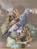 Merwyn Seagrove, gouache, study of a capercaillie on branch, signed with monogram, inscribed & dated