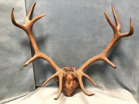 A set of stag twelve-point antlers - a royal, mounted on a bark encrusted shield. (35in x 33in)