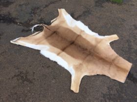 A 5ft unlined impala skin rug. (39in x 60in)
